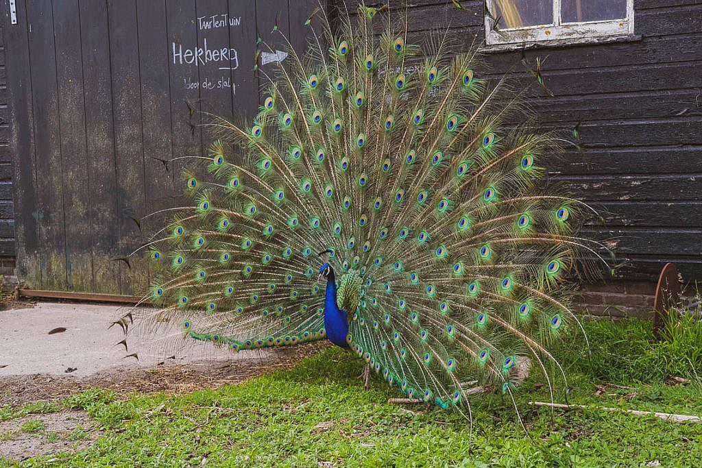 WiesenBett - Urlaub auf dem Bauernhof der besonderen Art