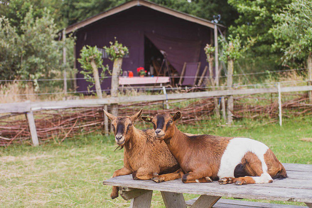 WiesenBett - Urlaub auf dem Bauernhof der besonderen Art