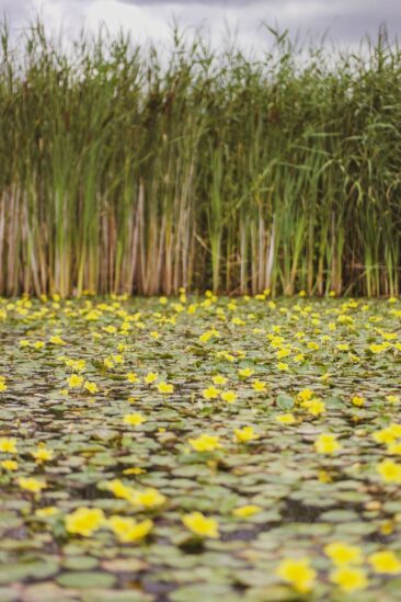 Mikroabenteuer Packrafting Biesbosch