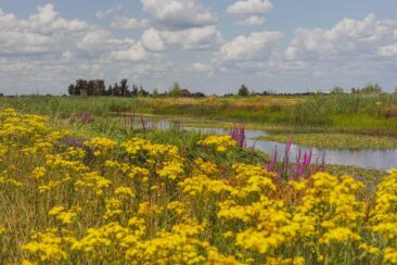 Mikroabenteuer Packrafting Biesbosch