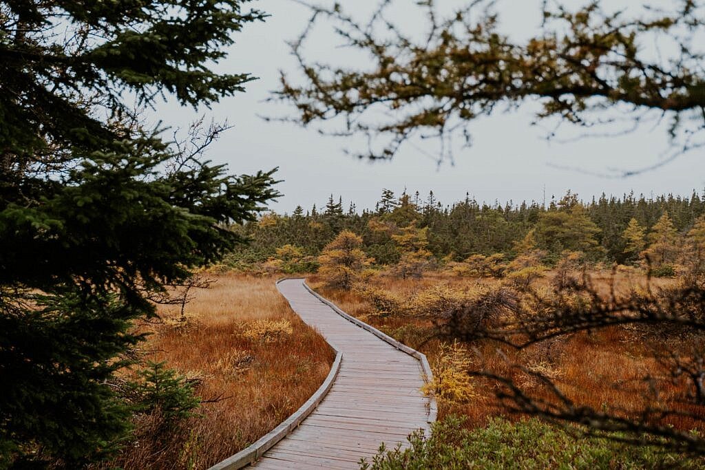 Bog Trail Cabot Trail Cape Breton 3