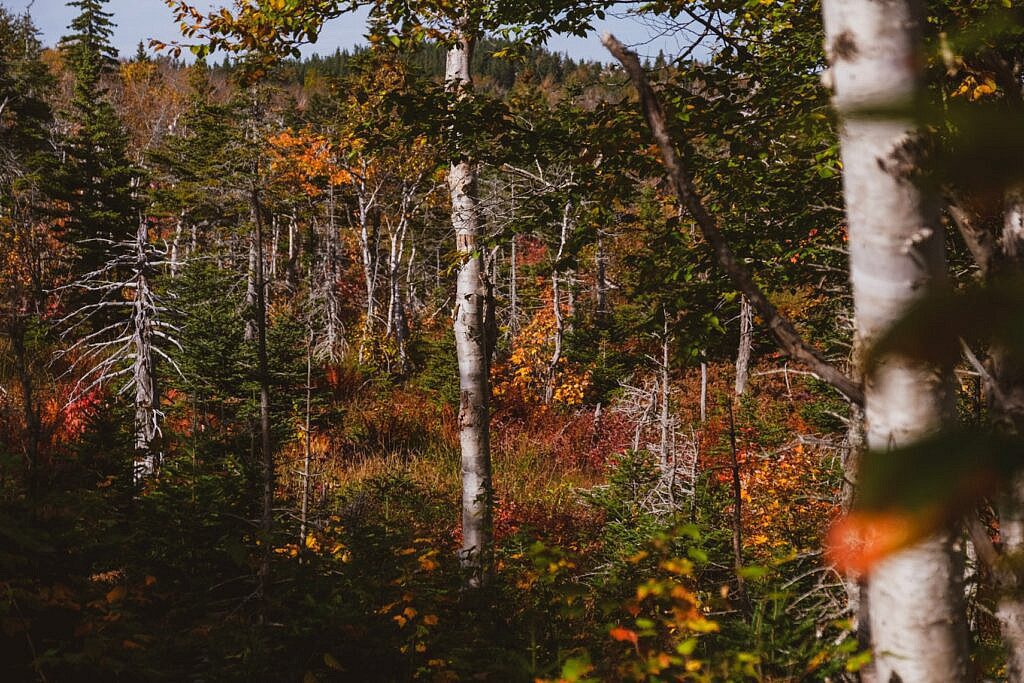 Franey Trail schönste Wanderung Nova Scotia 18