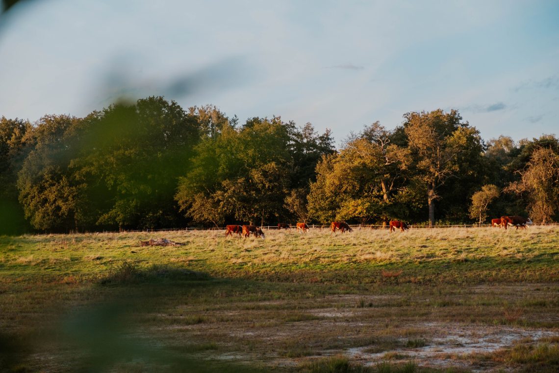 Besonders übernachten Haaksbergen Natuurlogies 1