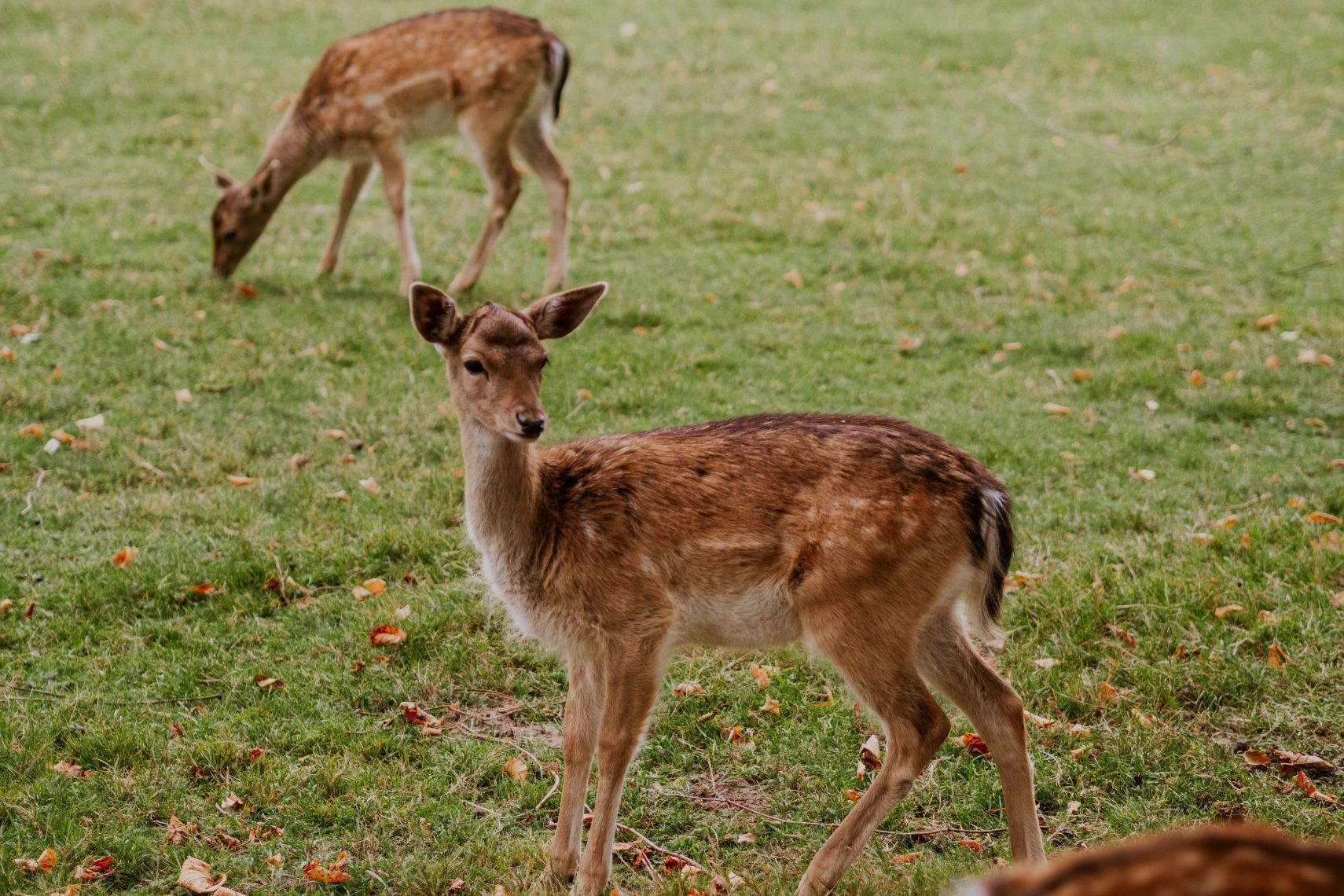 Elswout Rehe füttern