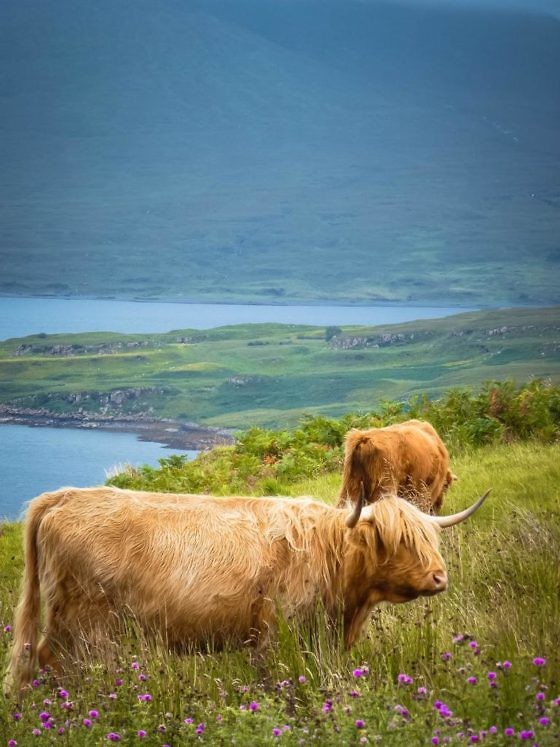 Geheimtipp für Schottland Die Isle of Mull