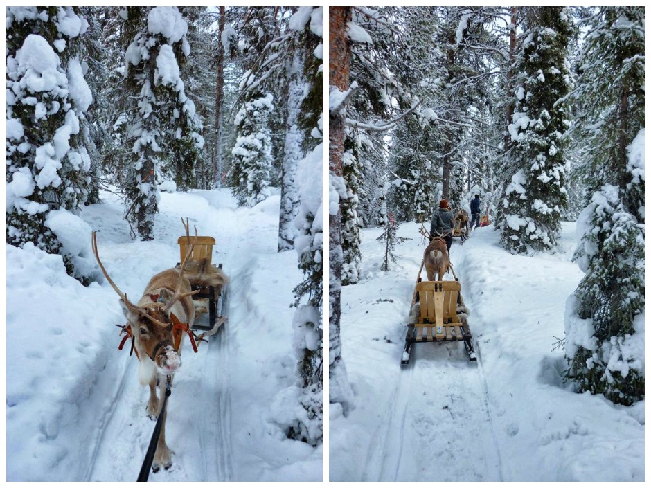Rentiere in Lappland