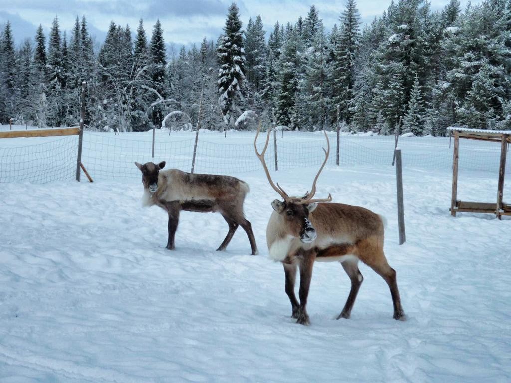  Rentierschlittenfahrt in Lappland