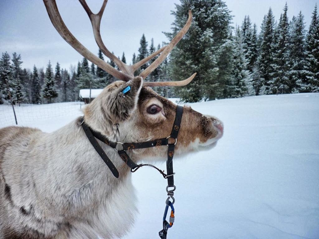 Rentierschlittenfahrt in Lappland