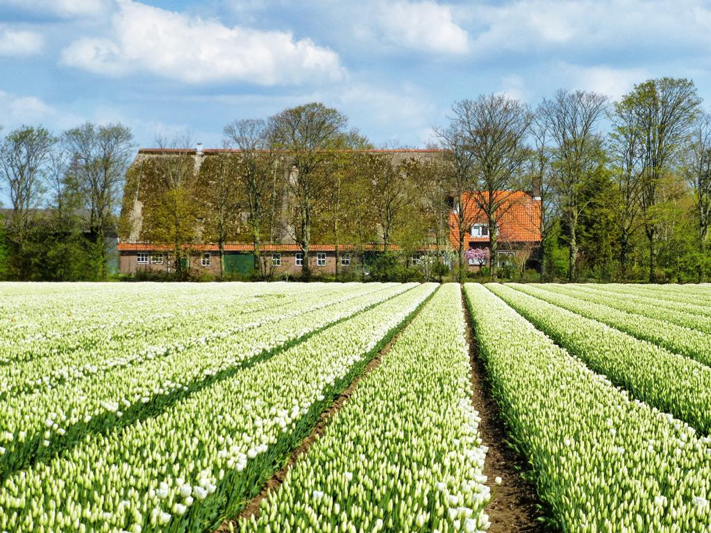 Tulpenblüte in Holland erleben