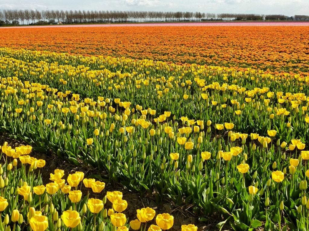 Tulpenblüte in Holland erleben