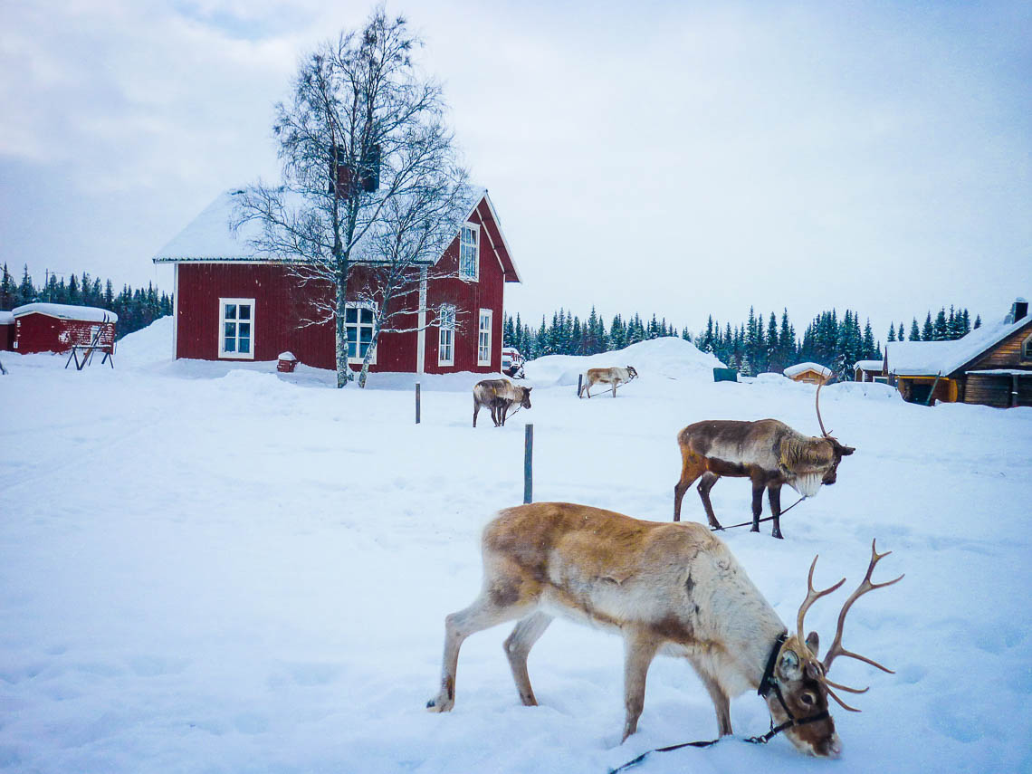 Im Wildnisdorf in Lappland Rentiere, Iglus & kein Strom 