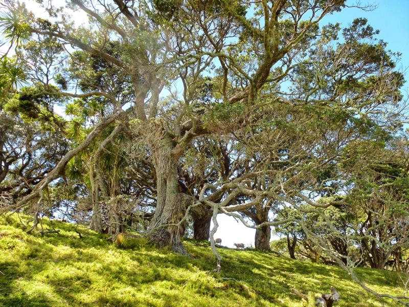 Segeln in der Bay of Islands (16)