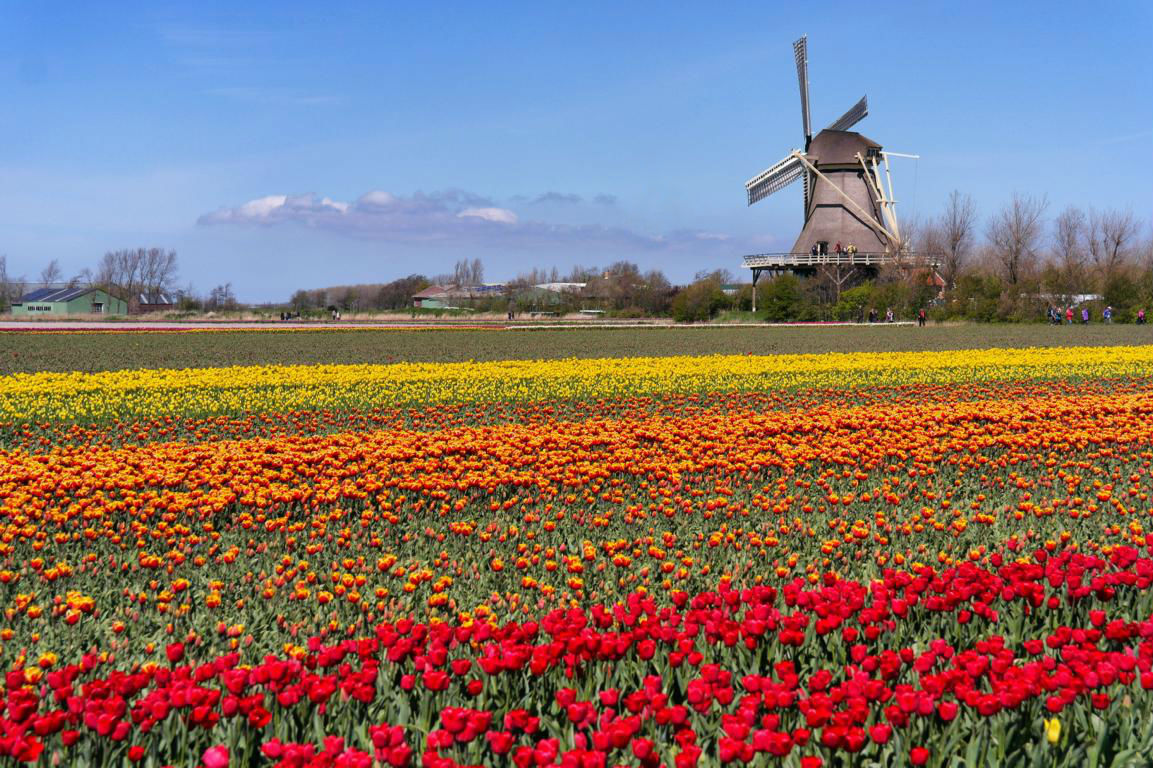 Die schönsten Tulpenfelder von Holland