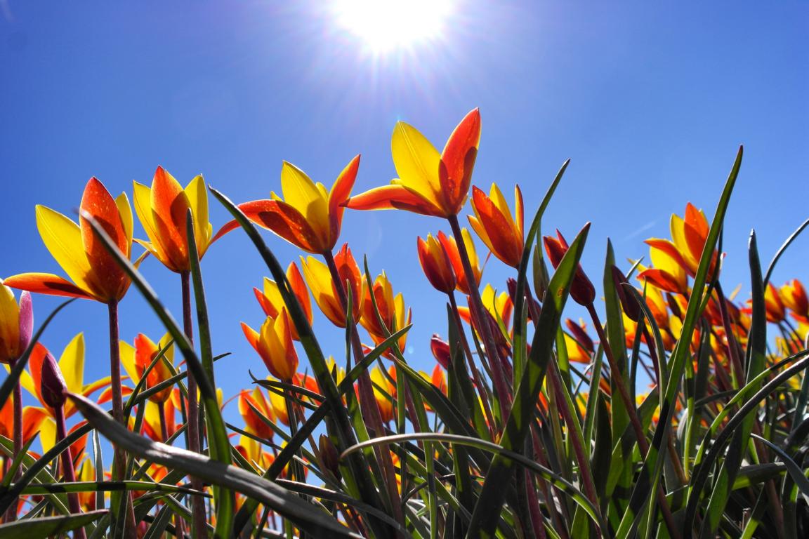Tulpenblüte in Holland erleben - Bloeiend Zijpe