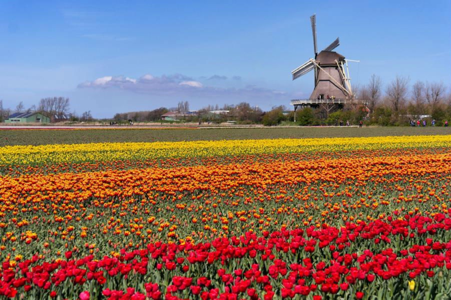 Die schönsten Ausflugsziele in Holland - Tulpenfelder