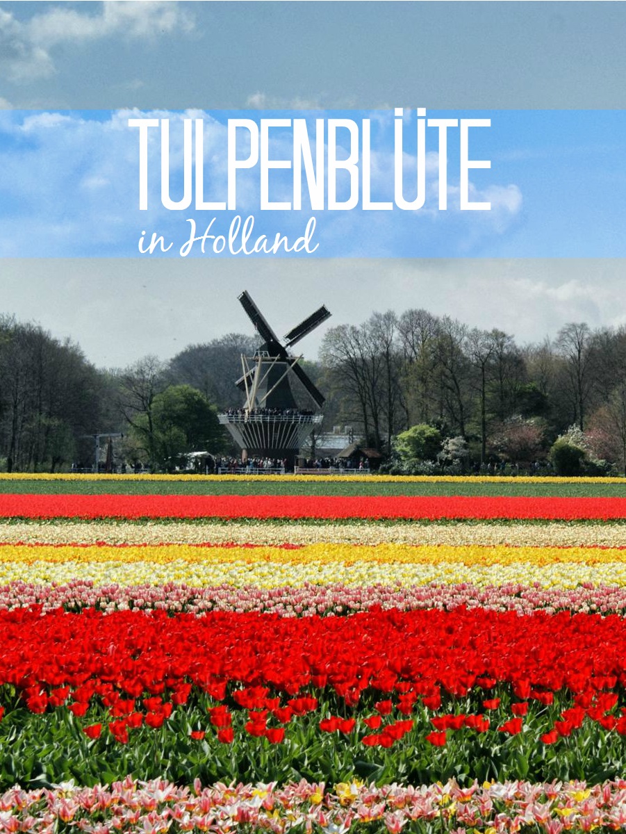 Frühlingszauber: 8x Tulpenblüte in Holland erleben