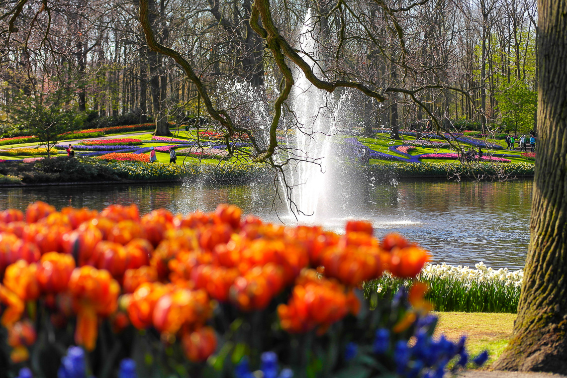 Tulpenblüte in Holland - Keukenhof