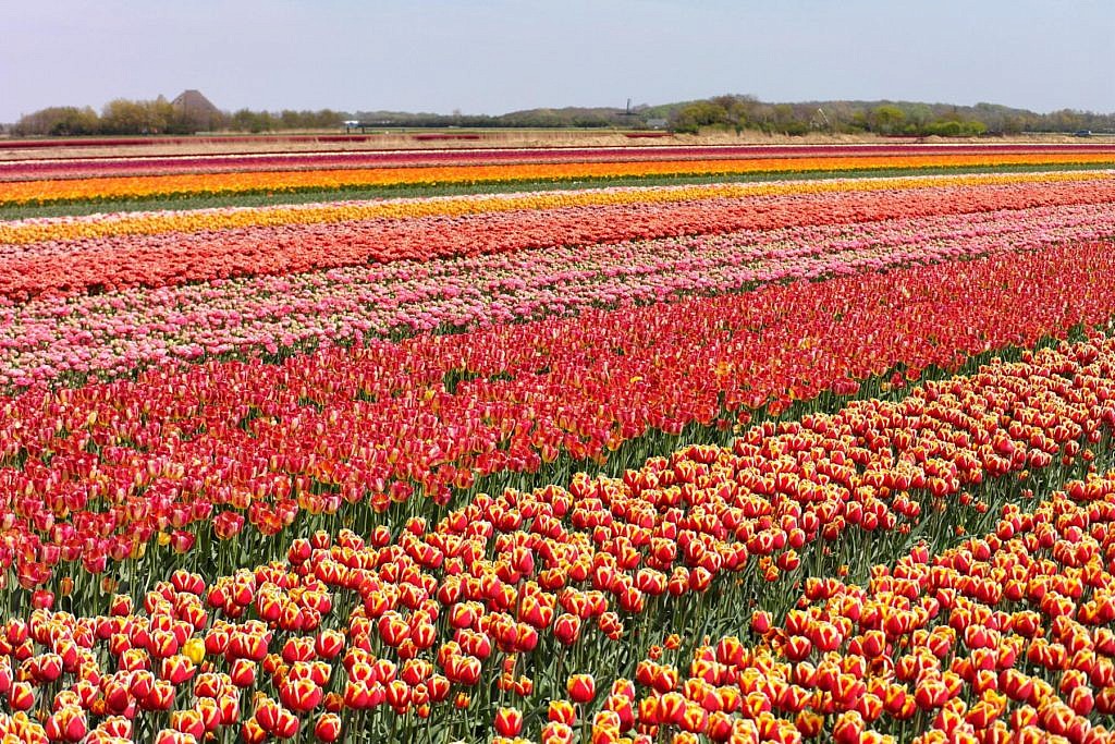 Tulpenblüte in Holland - Bloeiend Zijpe