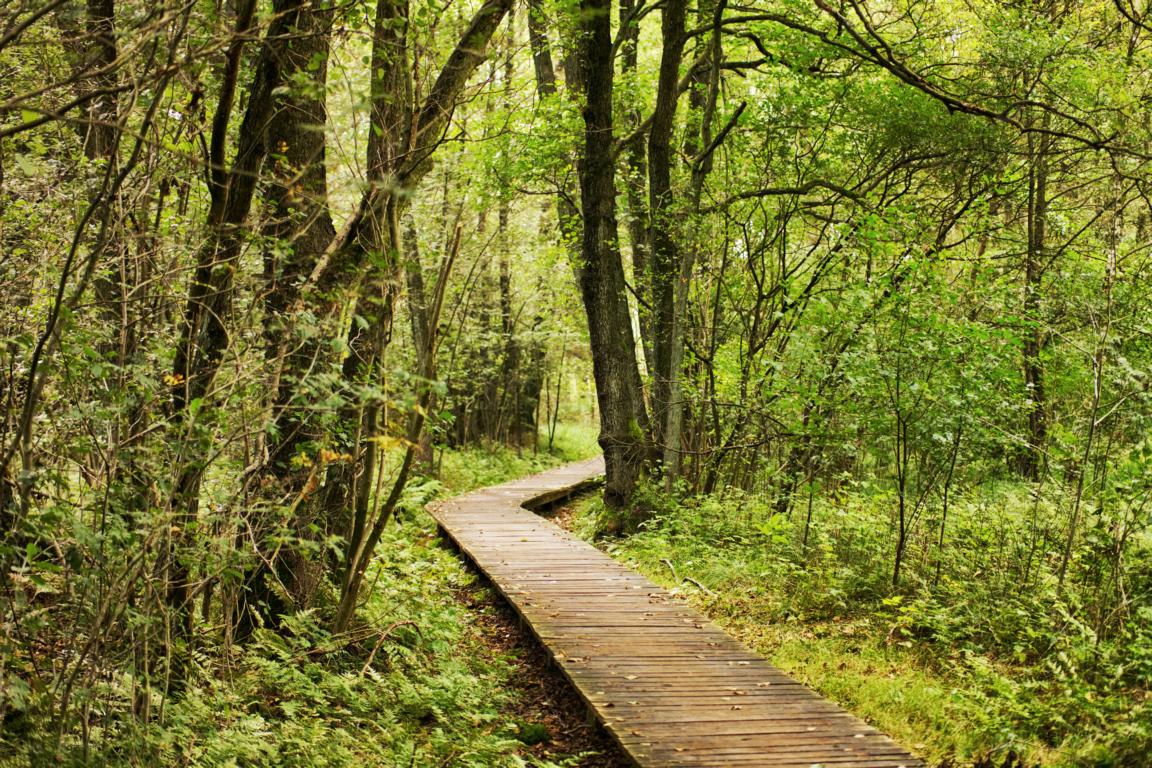 Deutschlands schönste Heide-Wanderung Der Heidschnuckenweg in der Lüneburger Heide