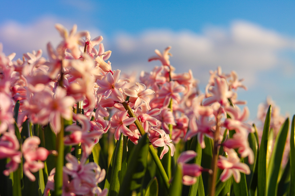 Tulpenblüte in Holland - Hyazinthen