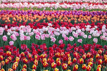 Tulpenblüte in Holland - Keukenhof