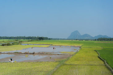 Tipps für Hpa-An - Reisfelder