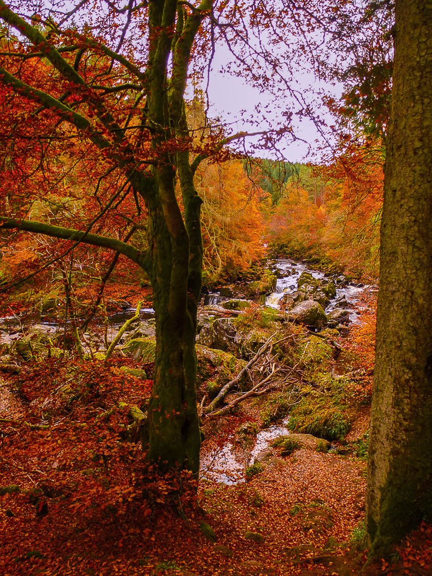 Herbstwandern in Schottland - Braan Walk @ The Hermitage, Dunkeld 