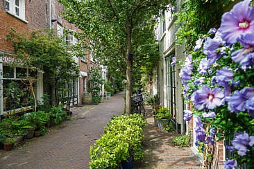 Grüne Sträßchen in Haarlem