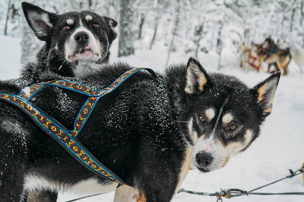 Hundeschlittentour in Lappland