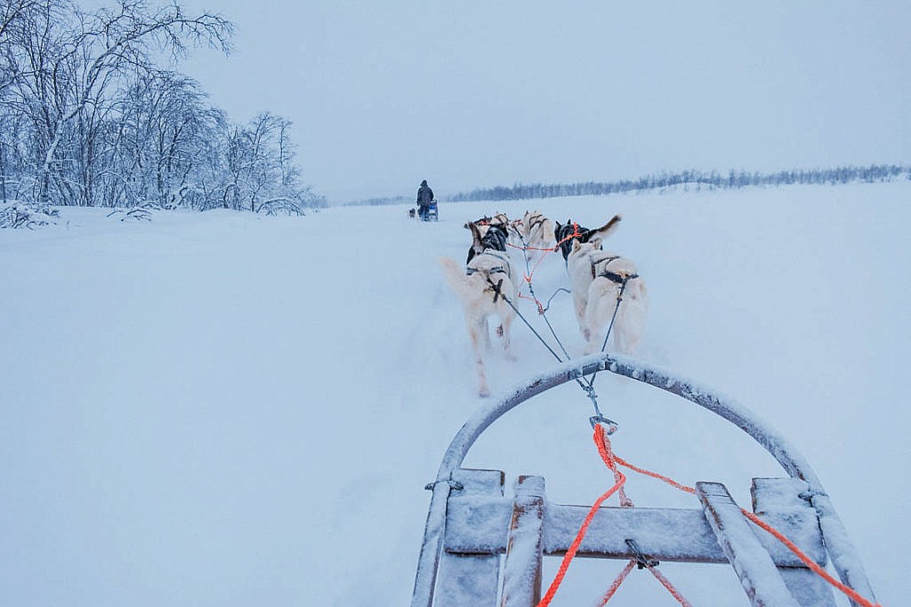 Hundeschlittentour in Lappland