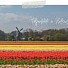 Frühlingszauber: Tipps zur Tulpenblüte in Holland