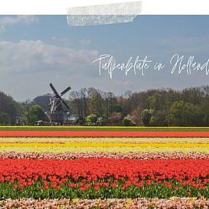 Tipps zur Tulpenblüte in Holland