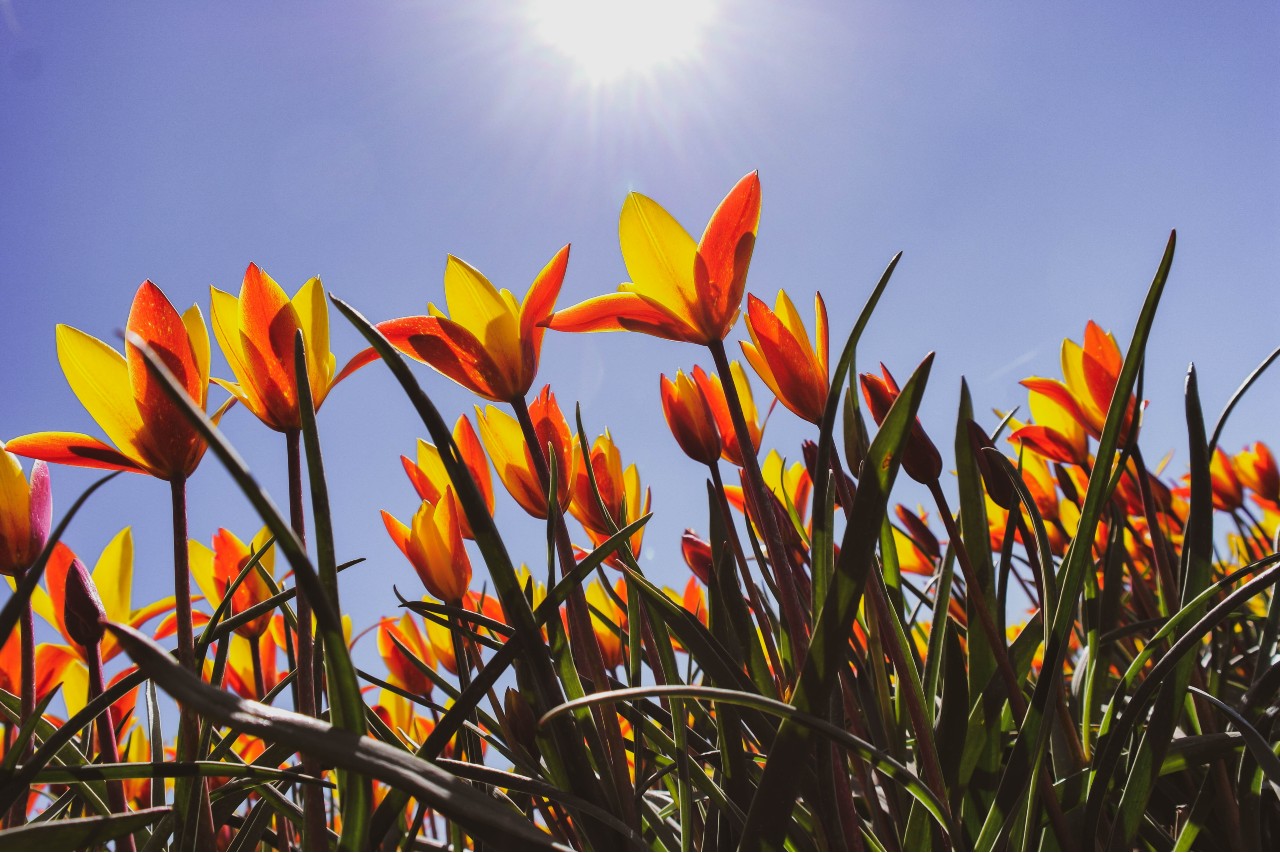 Tulpenblüte in Holland