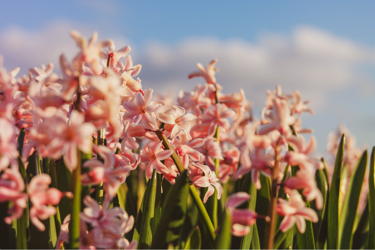 Tulpenblüte in Holland - Hyazinthenblüte in der Niederlande