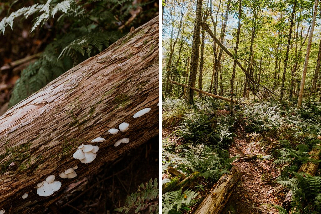 Gairloch Mountain Falls Trail schönste Wanderungen Nova Scotia Cabot Trail 4