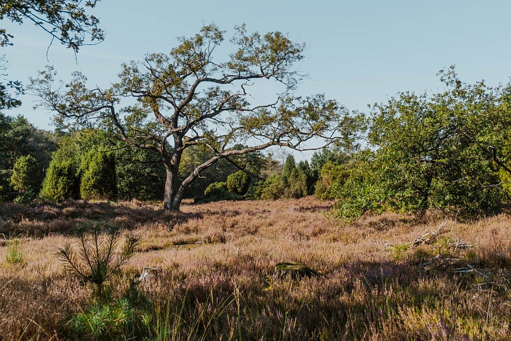 Wandern Buurserzand Haaksbergen Aktivitäten 4