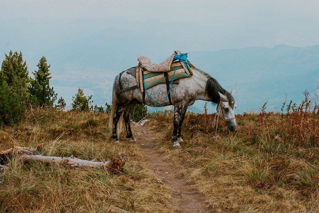 Tierbegegnungen auf dem Peaks of the Balkan Trail