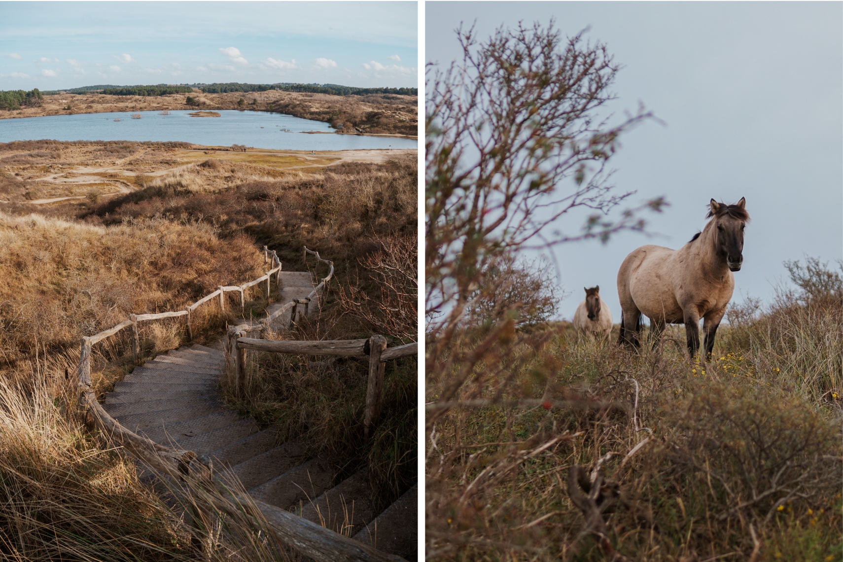 Dünenwanderung Kennemerduinen 2