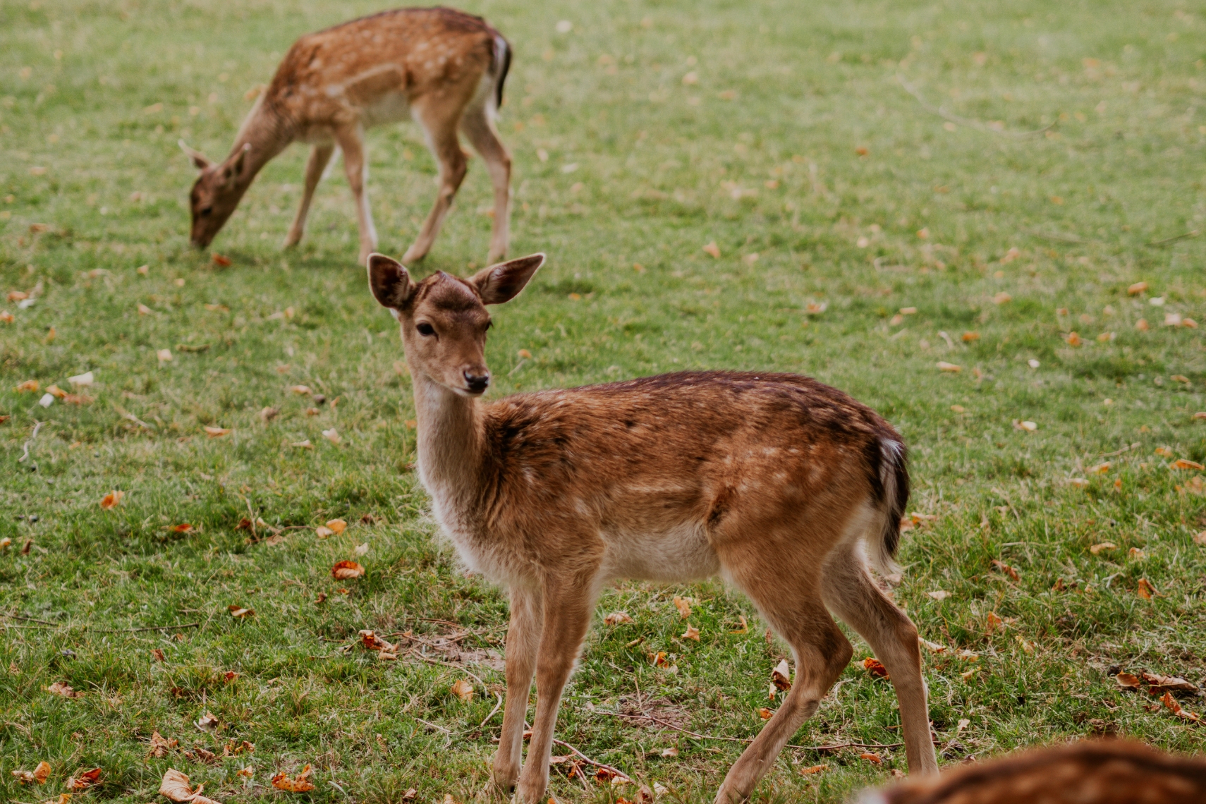 Elswout Rehe füttern