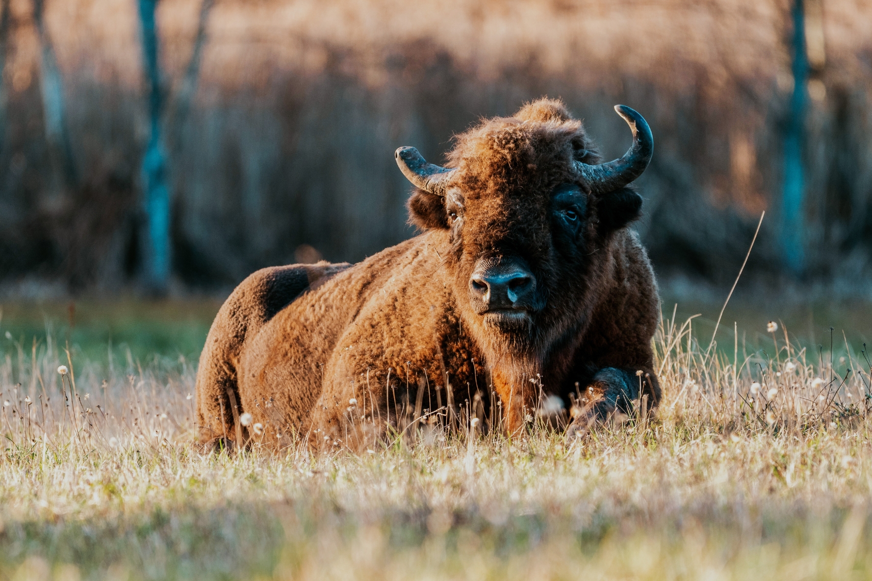 Wisent europäischer Bison Kennemerduinen auf einer Wanderung entdecken Niederlande
