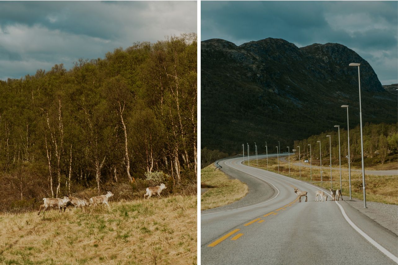 Rentiere in Norwegen