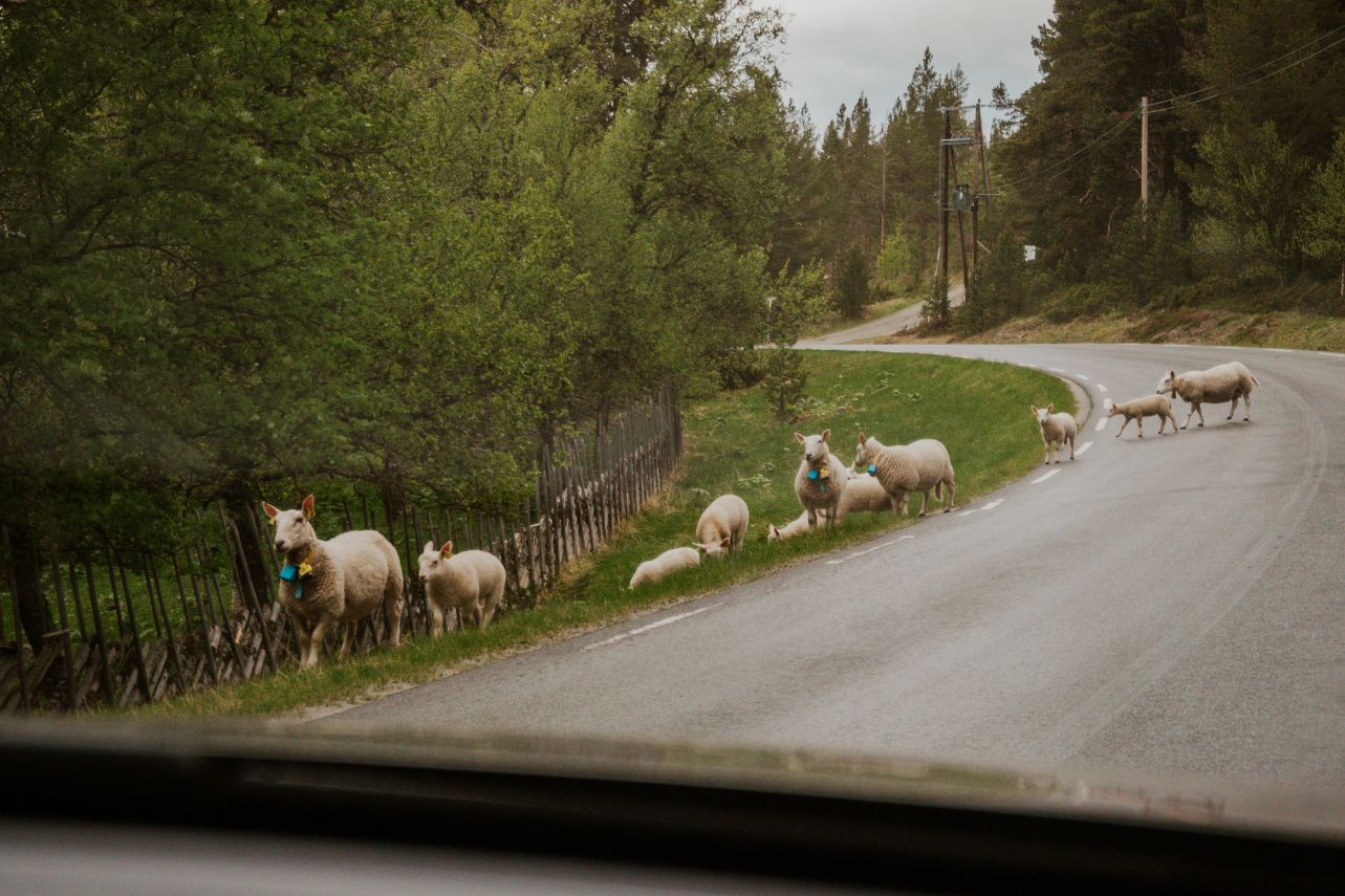 Schafe auf der Straße Norwegen